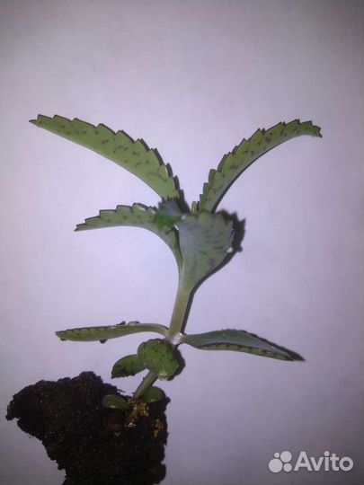 Хлорофитум кудрявый Каланхоэ лечебный