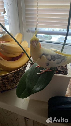 Попугай неразлучники с клеткой