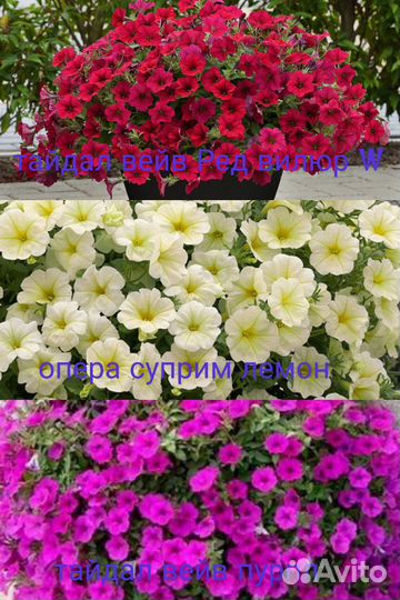 Черенки вегетативной петунии