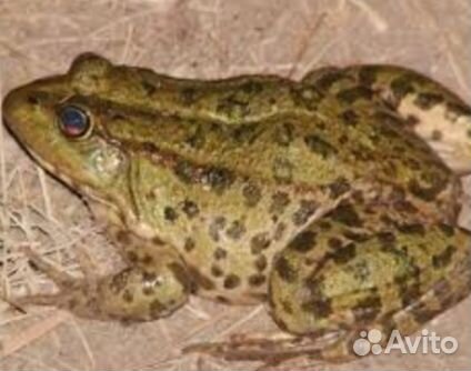 Лягушки живые