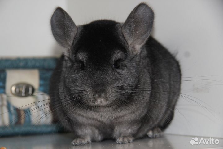 Шиншилла ангора стандарт, ангора фиолет, эбони