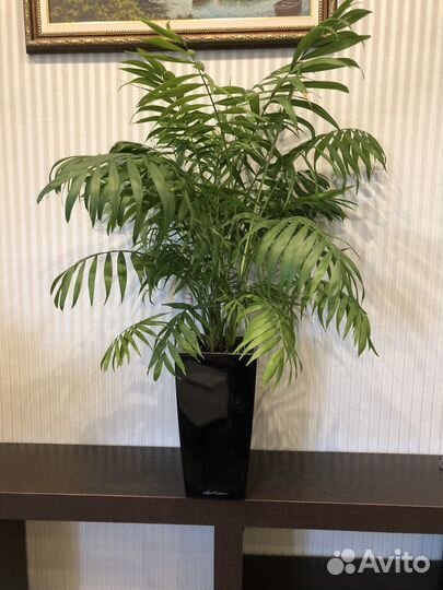 Пальма хамедорея