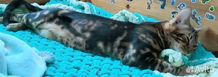 Бенгальский котик