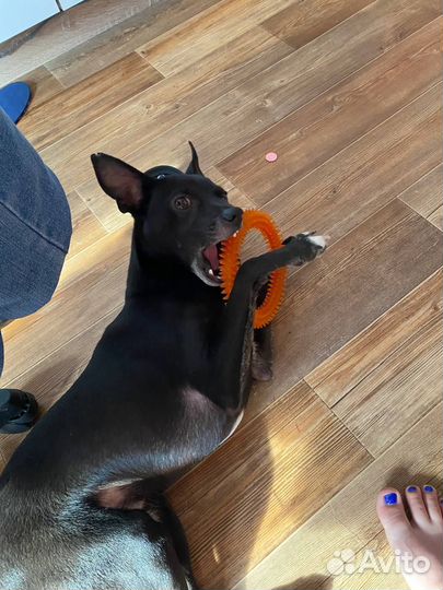 Отдам в добрые руки Бэта