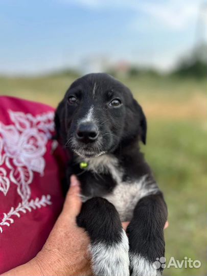 Собаки щенки