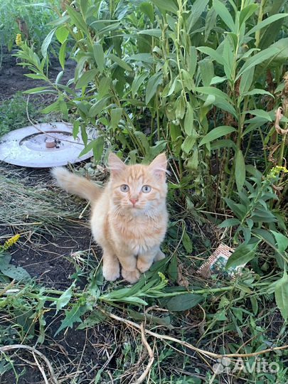 Котенок рыжий тигр, мальчик