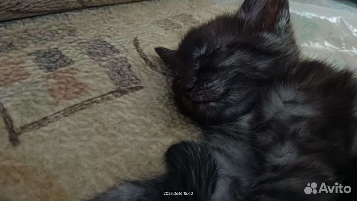 Котята отдам бесплатно