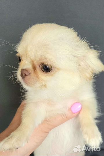 Щенки чихуахуа