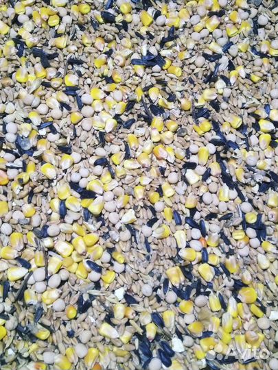 Зерно и зерносмесь каллорийная в х. Потапов