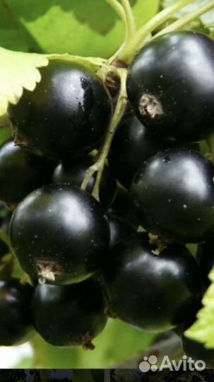 Саженцы Смородины Крымской крупная ароматная