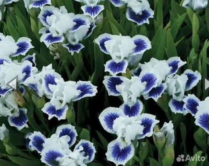 Ирис карликовый