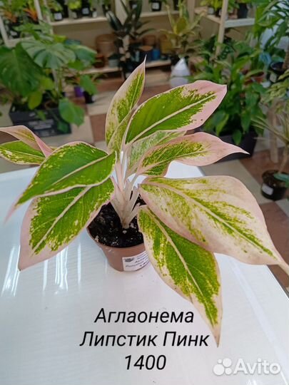 Аглаонема Микс