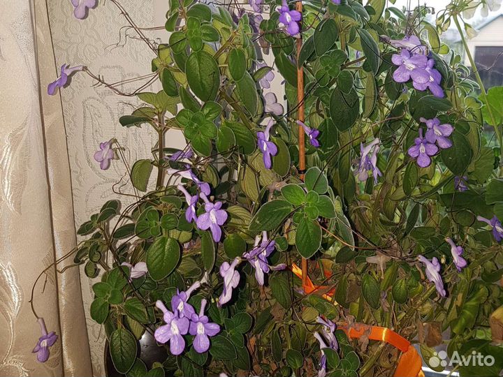 Стрептокарпелла