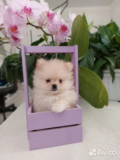 Щенки шпица