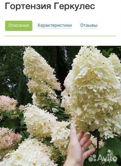 Гортензия метельчатая