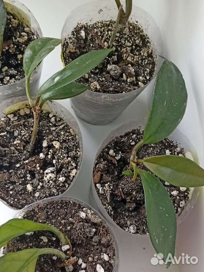 Хойя карноза. Монстера