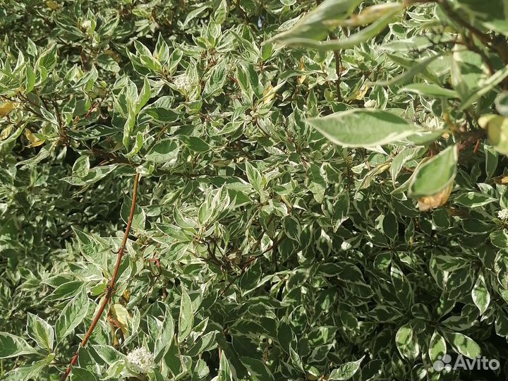 Дерен пестролистный