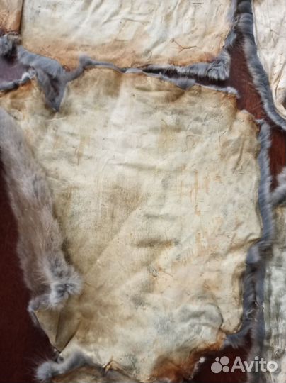 Шкурки ондатры