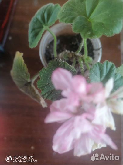 Пеларгония герань