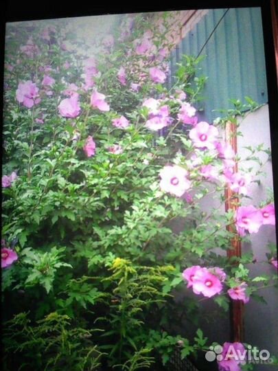 Гибискус древовидный, Юка, колокольчик