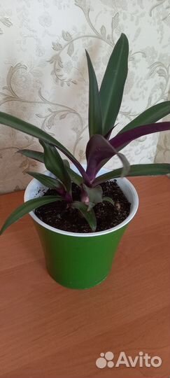 Традесканция Рео