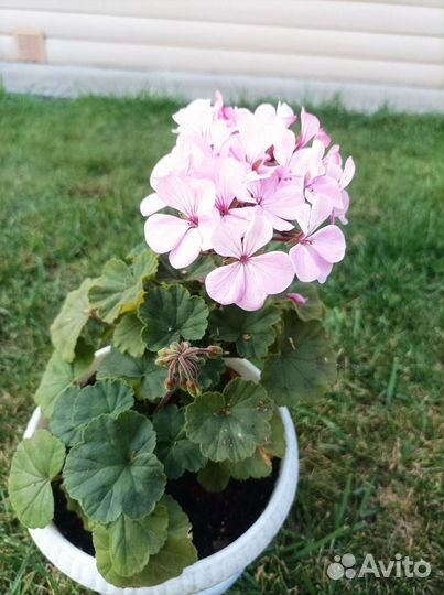 Пеларгония герань сортовая