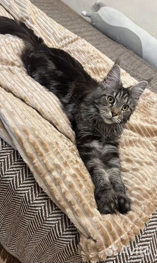 Мейн Кун на вязку (девочка)