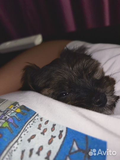 Мальтипу мини