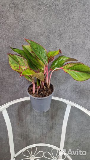 Аглаонемы, калатеи, ховеи, замиокулькас, араукария