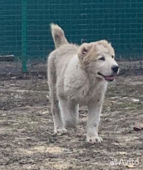 Кобели 3 мес