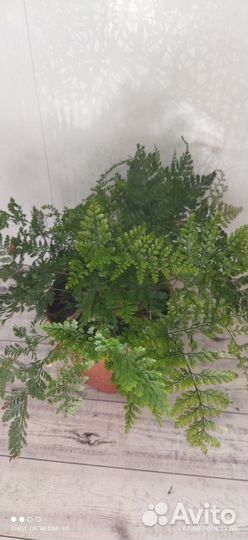 Папоротник, стрелиция Николая