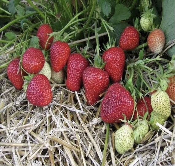 Саженцы клубники фриго