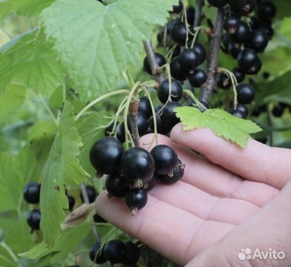 Малина, крыжевник, смородина