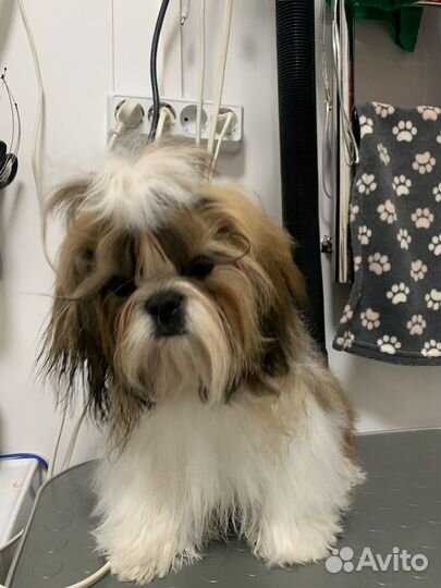 Щенки ши-тцу