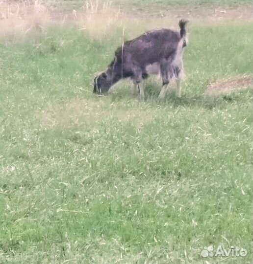 Продам дойных коз