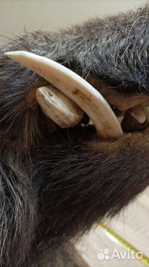 Голова кабана