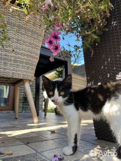 Котенок мальчик,отдам в добрые руки