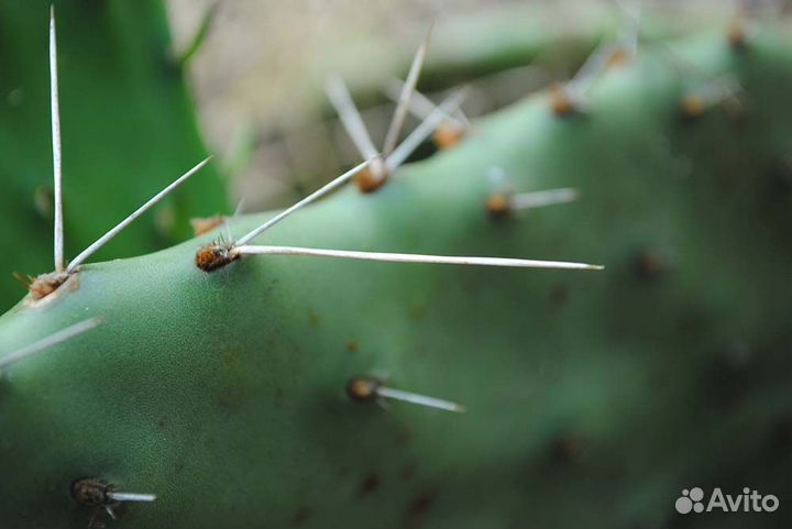 Опунция каманчская, форма красная