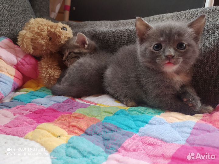 Кошки в добрые руки