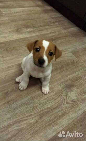 Джек Рассел терьер