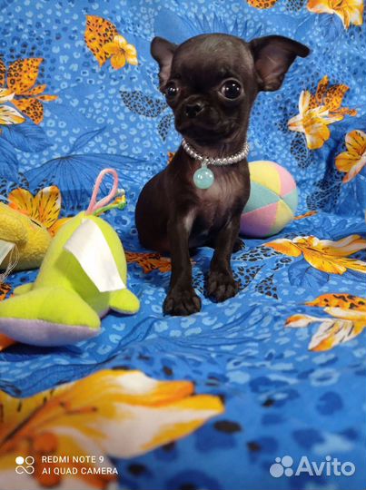 Девочки куколки