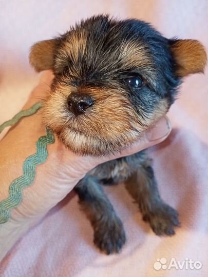 Йорки мальчики