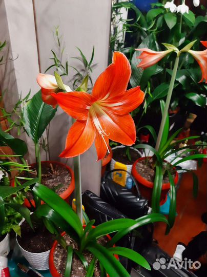 Гиппеаструм