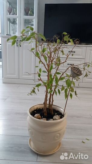 Фикус бенджамина