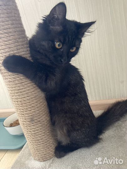 Кошка красивая