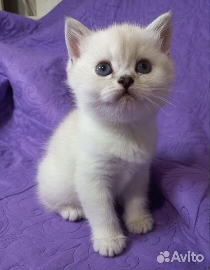 Британские котята серебристая шиншилла