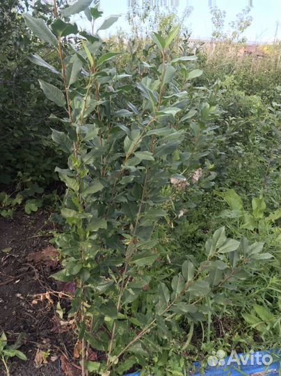 Саженцы вишни