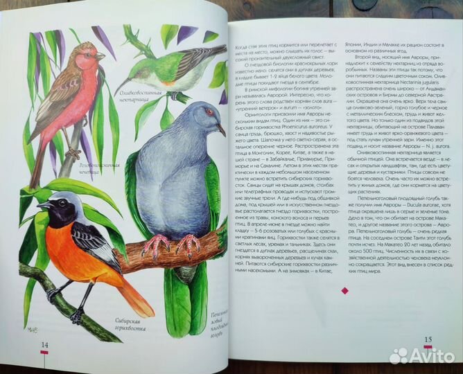 Книга насекомые и птицы