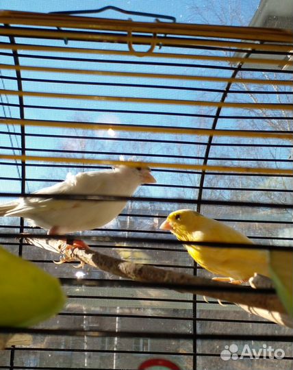 Кенар и кенарки