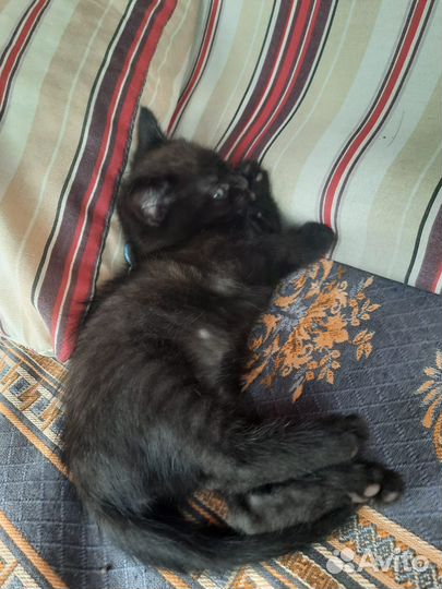 Котята 1.5 месяца - чёрные